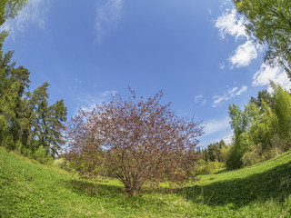 Fototapeta na wymiar tree in the meadow