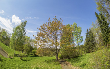 Fototapeta na wymiar tree in the meadow