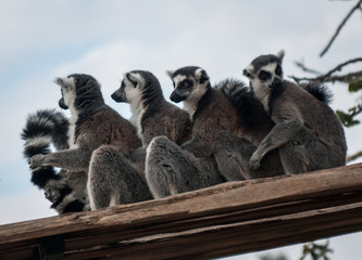 Company of lemurs sitting on the roof of the gazebo
