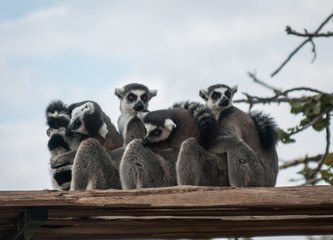 Company of lemurs sitting on the roof of the gazebo