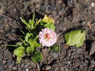 pink daisy in the flowerbed