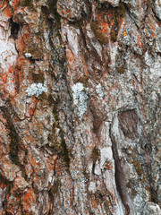 lichen on the bark of a poplar. background