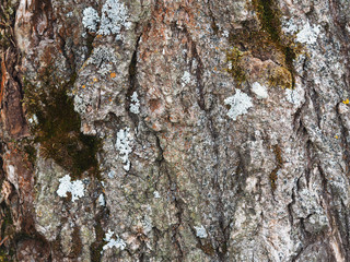 lichen on the bark of a poplar. background