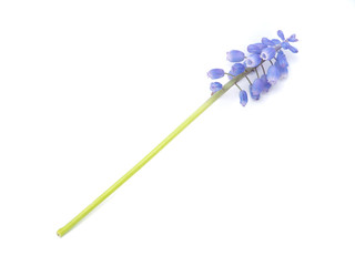 murine hyacinth on a white background