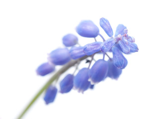 Fototapeta na wymiar murine hyacinth on a white background