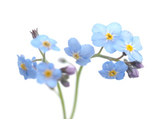 Fototapeta premium forget-me-nots flowers on a white background