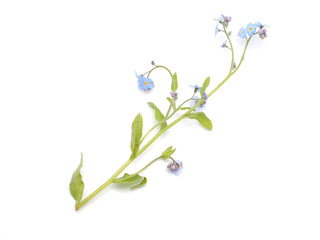 me-nots flowers on a white background