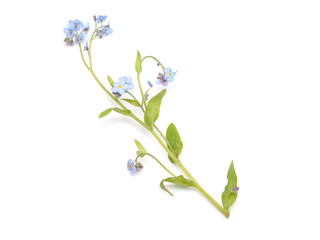 me-nots flowers on a white background