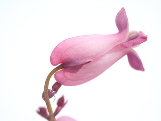 Dicentra flower on a white background
