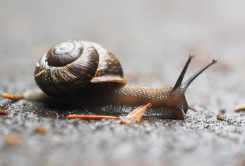 snail on asphalt