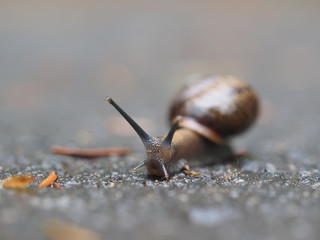snail on asphalt