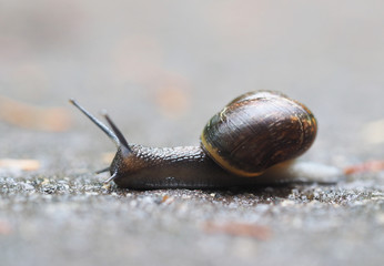 snail on asphalt