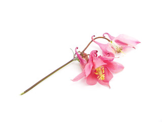 flowers Aquilegia catchment on a white background