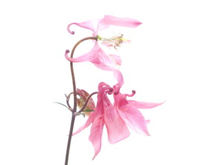 flowers Aquilegia catchment on a white background