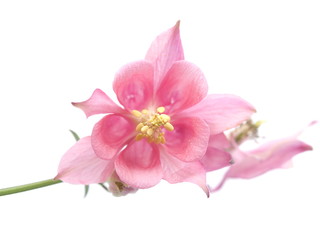 flowers Aquilegia catchment on a white background