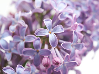 lilac on a white background