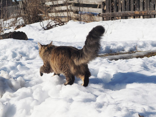 Cat in the snow
