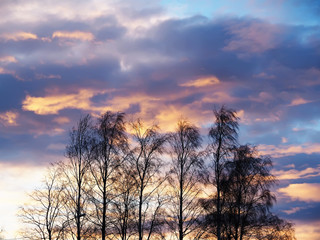 Naklejka na ściany i meble sunset sky with clouds above the forest