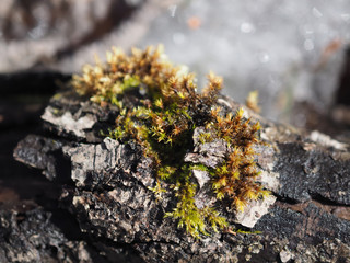 wood moss