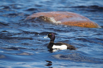 tufted duck on the lake