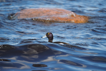 tufted duck on the lake