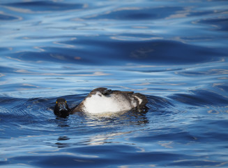 Tufted Duck cleaned on a lake