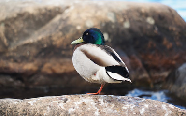 Mallard duck on the lake