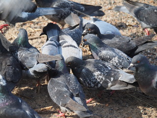 a flock of pigeons in the sand
