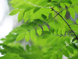 rowan leaves in the forest