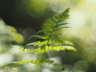 fern leaves in the forest