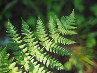 fern leaves in the forest