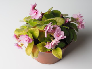 flower in a pot on a gray background