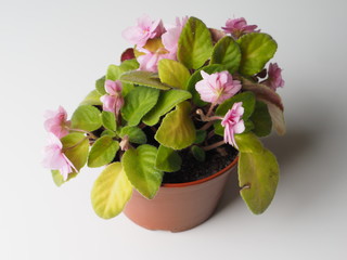 flower in a pot on a gray background