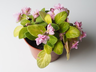 flower in a pot on a gray background