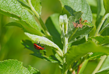 ladybug on a leaf