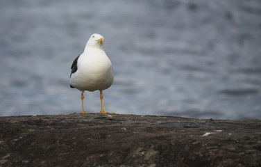 Seagull on the lake