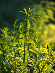 fireweed in the forest