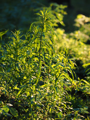 fireweed in the forest