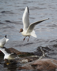 Seagull on the lake