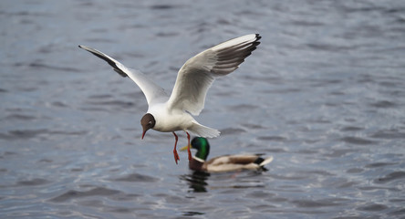 Fototapeta na wymiar Seagull on the lake