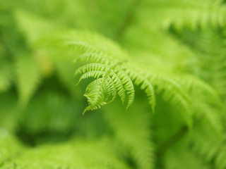 fern leaves in the forest