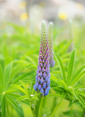 lupine flowers in the forest