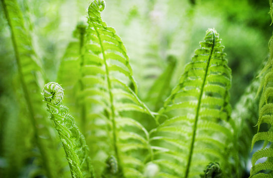 Wonderful fern in a forest with blurred background.