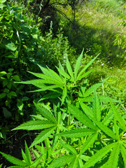 Bushes of the cannabis plant
