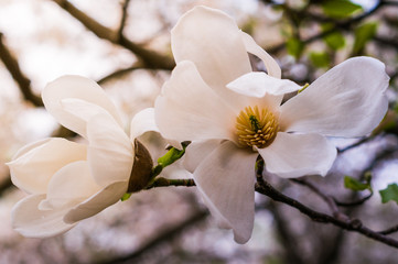 Blossoming of magnolia flowers