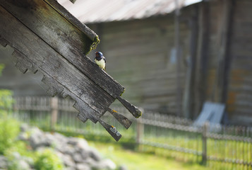 Swallow sitting on the ledge of a wooden house