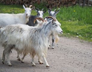 goats in the village