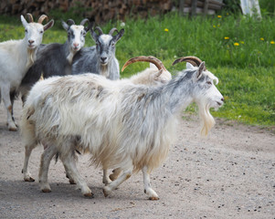 goats in the village