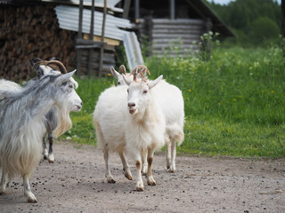 goats in the village