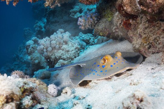 Blue spotted stingray
